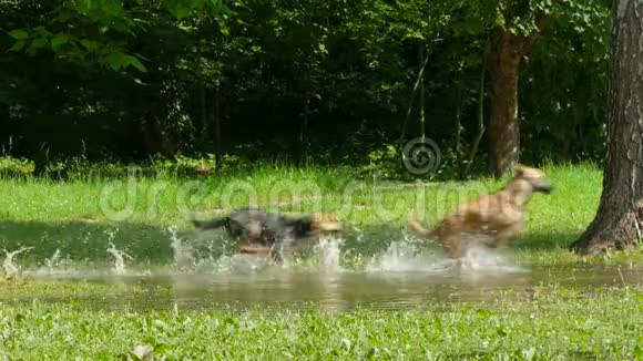 狗在绿草中的水坑里跑来跑去视频的预览图