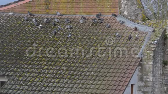 许多鸽子坐在瓷砖屋顶上视频的预览图