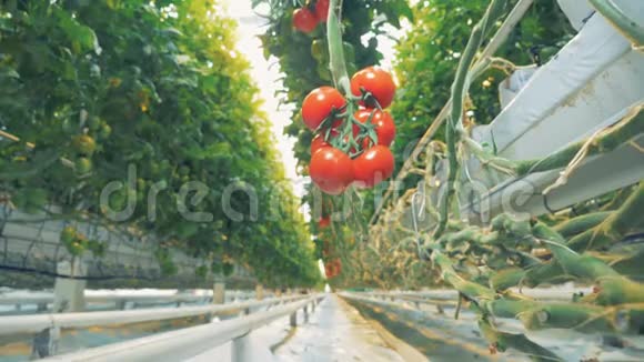 一根挂着的树枝上面挂着一簇成熟的西红柿视频的预览图