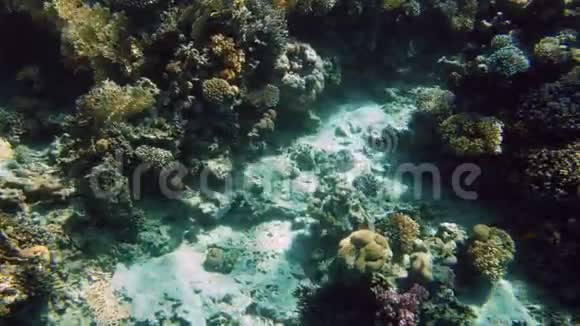 美丽的彩色珊瑚礁在红海的4K镜头神奇的水下生物视频的预览图