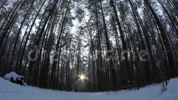人们漫步在美丽的雪林中树后夕阳西下视频的预览图