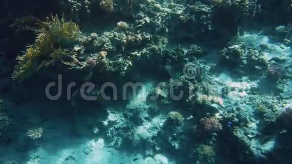 4K美丽的珊瑚礁水下视频上面生长着海葵和海草还有五颜六色的鱼在游动视频的预览图