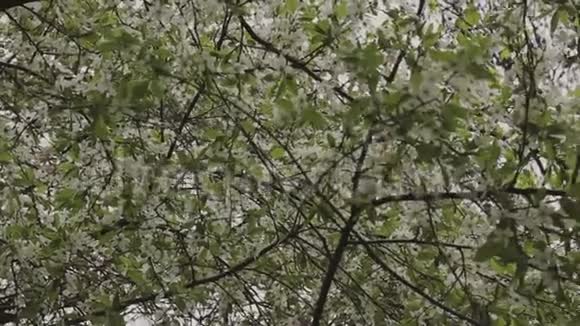 绿叶和鲜花挂在树上视频的预览图