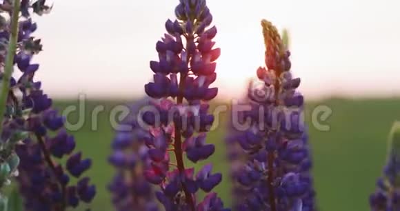 日落日出时夏日田野草地上的野花丛卢皮纳斯俗称卢平或卢平是视频的预览图