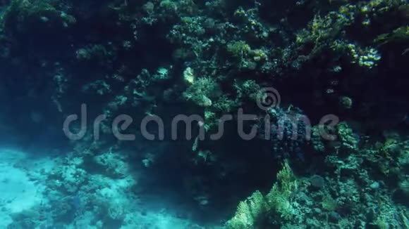 4K美丽的珊瑚礁水下视频上面生长着海葵和海草还有五颜六色的鱼在游动视频的预览图
