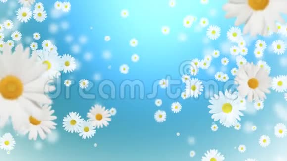 坠落的雏菊在蓝色背景上视频的预览图