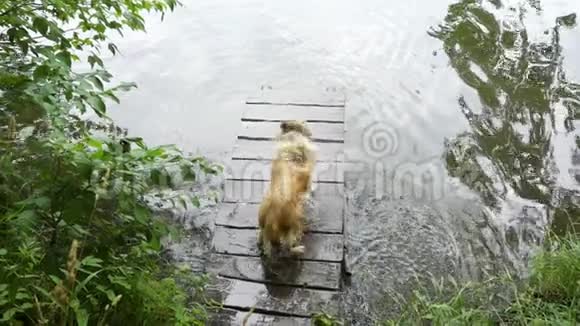 科利狗在河边的码头上甩水视频的预览图