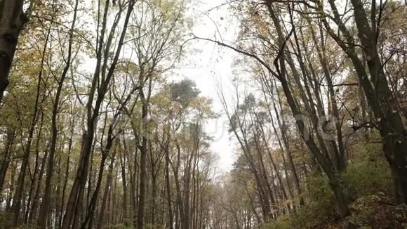 森林公园秋后雨倾斜射击视频的预览图
