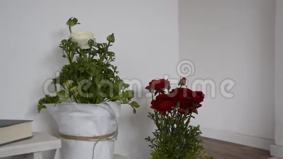 室内装修配花盆花视频的预览图