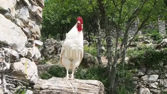 骄傲的白色公鸡有红色的梳子树干上有刺视频的预览图