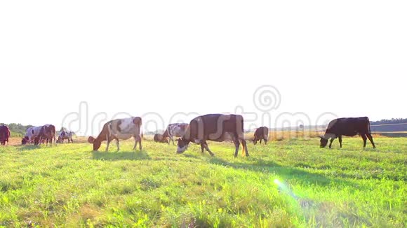 奶牛在绿色上放牧视频的预览图