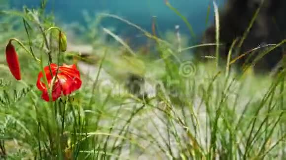 春日红花百合在海岸绿草如茵群山和模糊的海洋3840x21604k视频的预览图