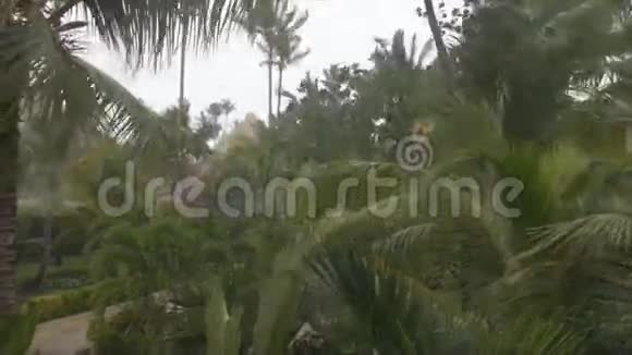 暴雨棕榈树视频的预览图