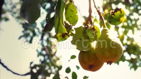 一对熟梨挂在树枝上梨在阳光下视频的预览图