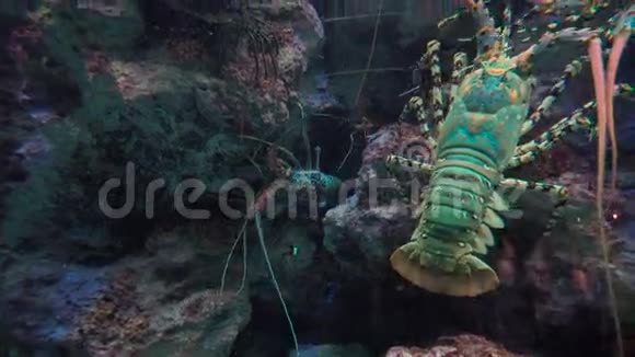 海中的巨型龙虾视频的预览图