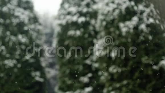 冬天白天下雪背景有雪花暴风雪和模糊的森林季节性视频的预览图