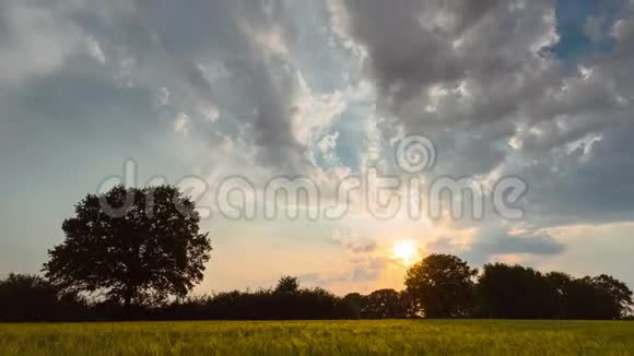 日落时分在一片麦田里孤独的橡树上夜空中飘动着蓬松的云彩视频的预览图