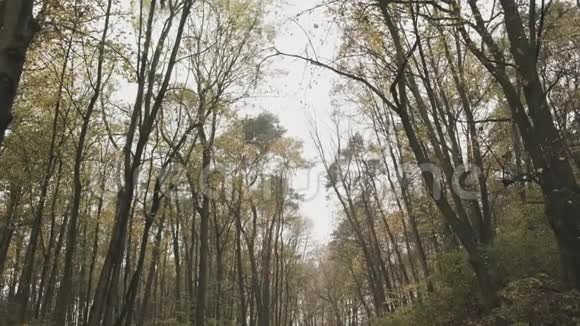 森林公园秋后雨森林之路倾斜射击视频的预览图