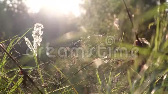 4k录像温暖的秋日阳光透过一片野草的田野视频的预览图