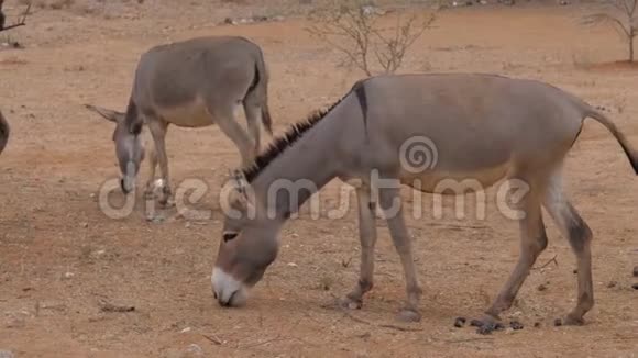 非洲沙漠红沙地食物上的两只驴视频的预览图