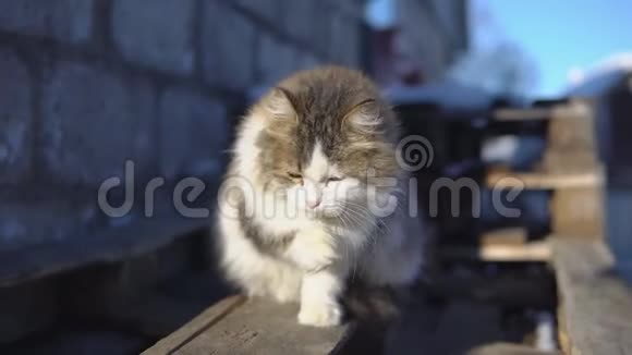 毛茸茸的猫在阳光下洗澡视频的预览图