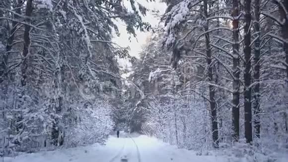 成年跑步者穿过冬林穿过松林旅行视频的预览图