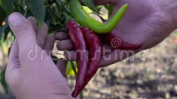 男人手在他们的植物里摘辣椒收获农产品视频的预览图