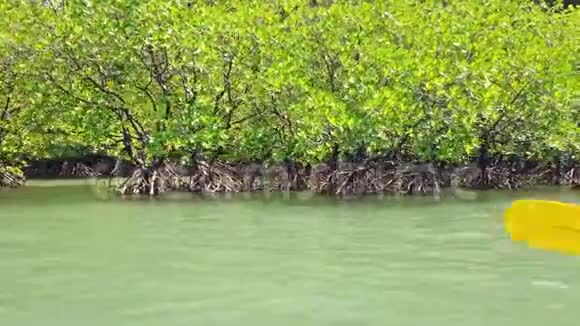 河流中的红树林树根生长在水中视频的预览图
