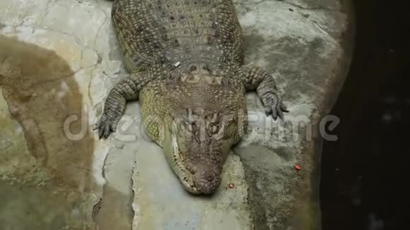 大鳄鱼在动物园里晒日光浴视频的预览图