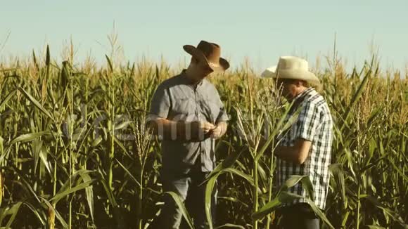 在农业方面做商人农民和农艺师检查开花田和玉米芯的概念视频的预览图
