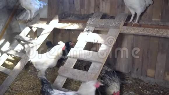 农业鸡笼里的鸡和公鸡视频的预览图