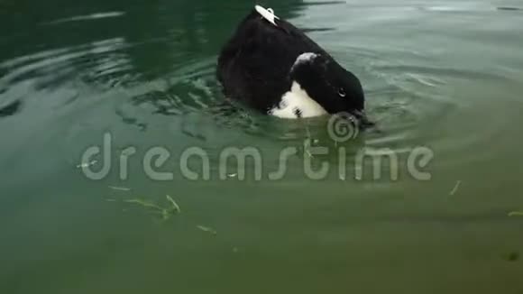 一只黑白鸭在吃草视频的预览图