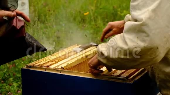 慢动作养蜂人收获蜂蜜养蜂人手里拿着满是蜜蜂的蜂窝防护工作服检查视频的预览图