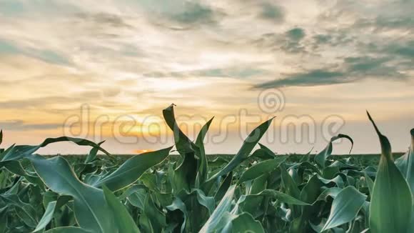 夕阳下乡村景观绿色玉米田植的时间推移农田视频的预览图