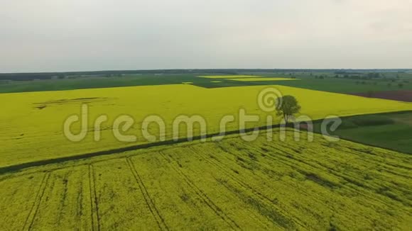 孤独的树在一片盛开的油菜地鸟瞰视频的预览图