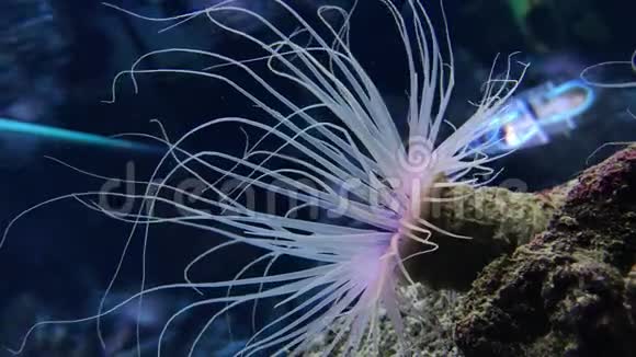 美丽的海葵以紫色蓝色和粉红色的鲜艳色彩照明视频的预览图