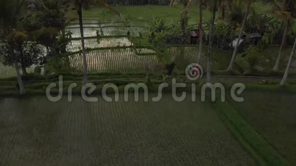 4K航景飞视频的年轻蜜月夫妇与小狗在巴厘岛丛林稻田热带视频的预览图