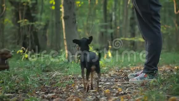 树林里的女孩带着两只小狗散步视频的预览图