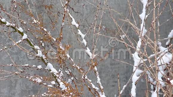 冬天覆盖着雪的醋栗枝在模糊的背景下从狂风中摆动那是雪视频的预览图