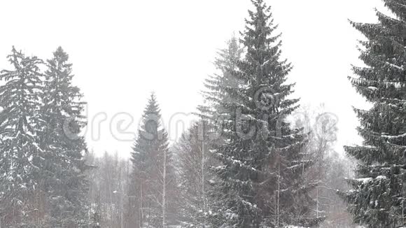 下雪和树木视频的预览图