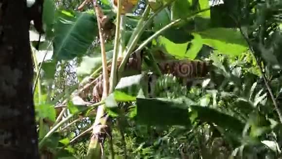香蕉树视频的预览图