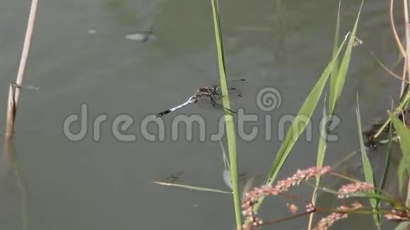 蜻蜓坐在水面上的芦苇上视频的预览图