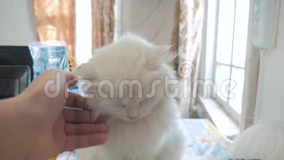 男人的手抚摸一只猫坐在桌子上的老白色毛茸茸的猫肖像坐在旁边的老白猫视频的预览图