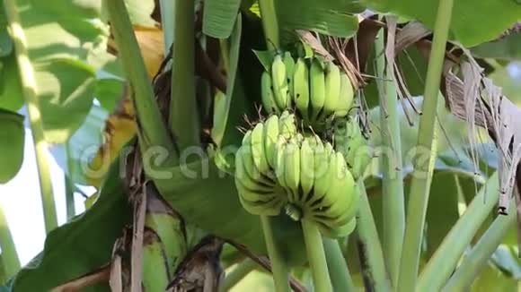 香蕉树视频的预览图