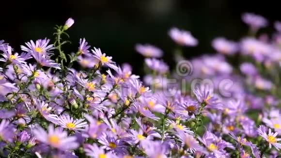 紫色纽约星号有金色花心的雏菊花视频的预览图