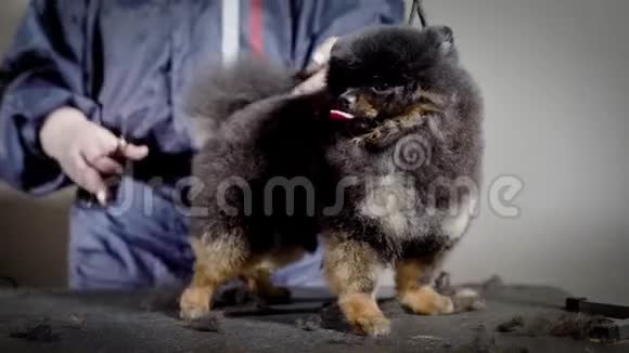 有趣的小狗舌头等待新发型专业美容师在工作室用剪刀剪下深色蓬松宠物视频的预览图
