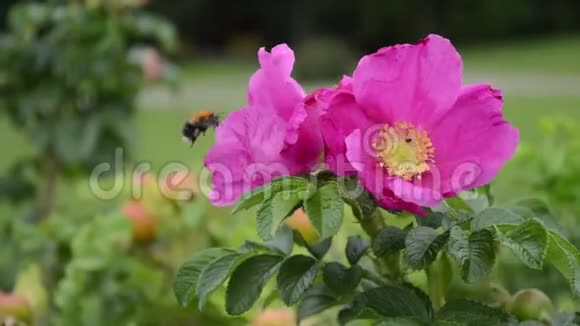 大黄蜂飞到一朵野玫瑰上视频的预览图