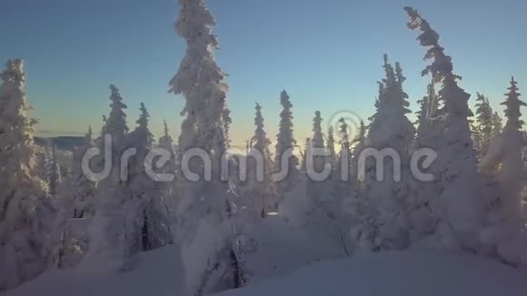 山坡上的雪树视频的预览图