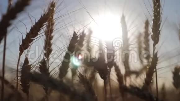 日落时的小麦在美丽的傍晚阳光下谷物作物小麦收获一口麦子视频的预览图