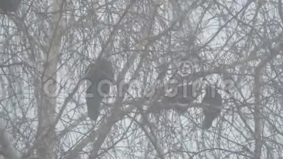三只黑乌鸦坐在树枝上视频的预览图